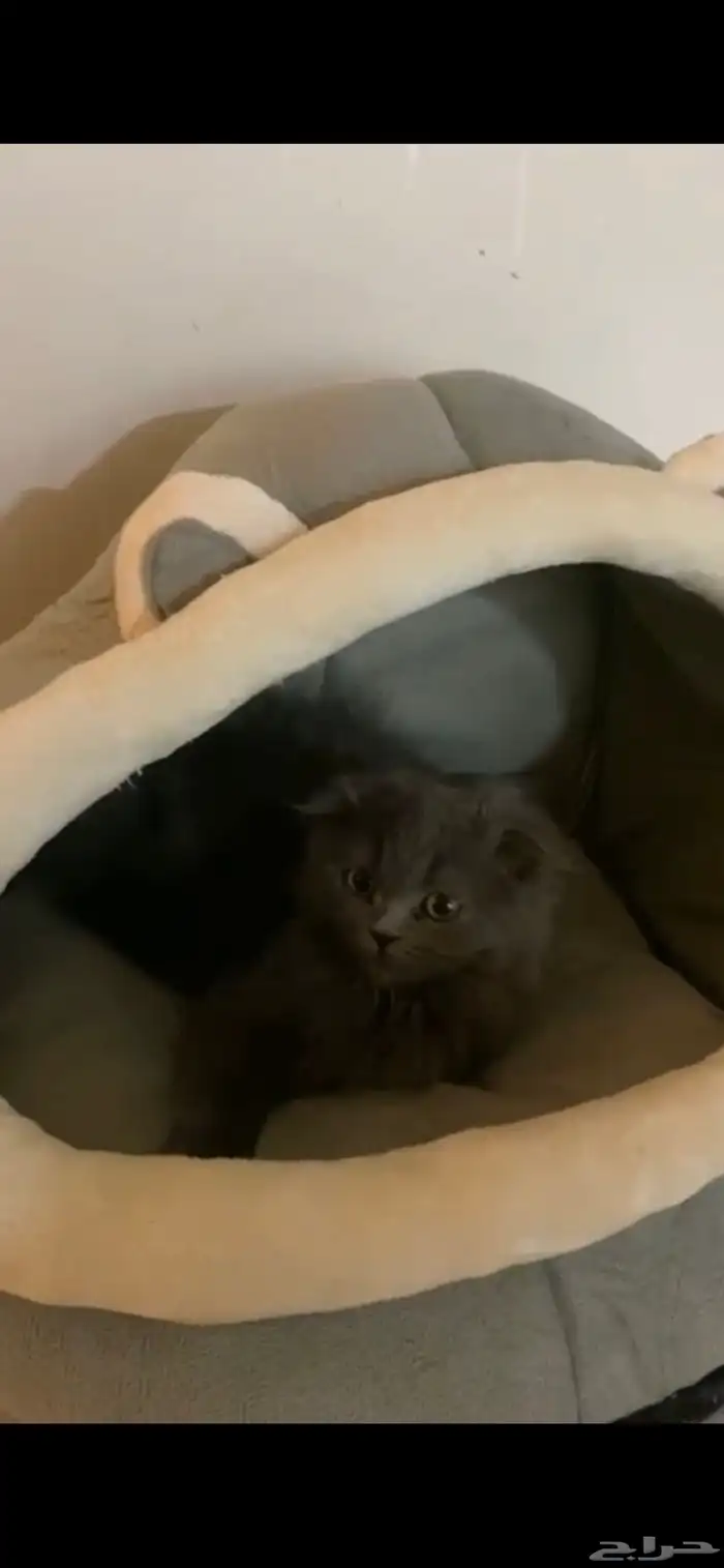 قطه للتبني 0