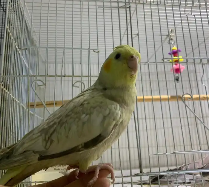 كروان للبيع 1