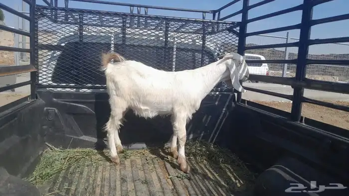 جفره دفع سونار 0