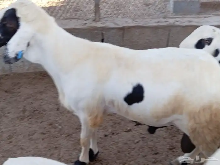 غنم سواكني 5