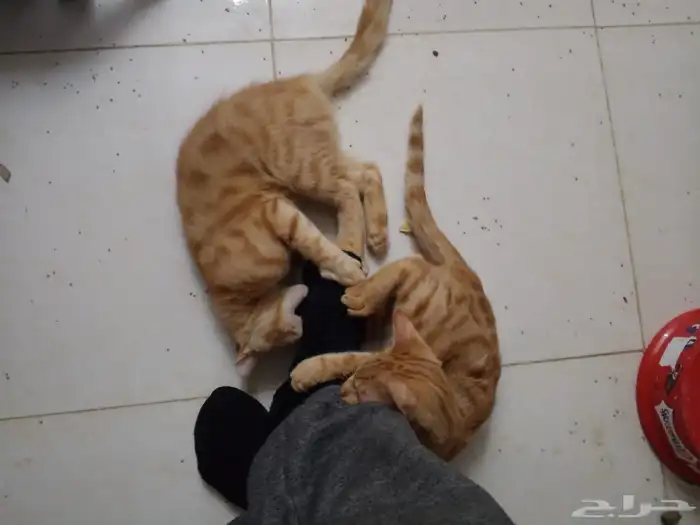 3 قطط للبيع 2