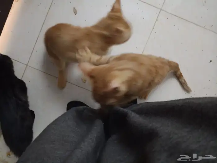 3 قطط للبيع 0