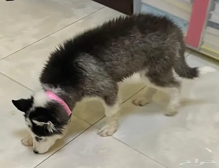 انثي هاسكي للبيع 1