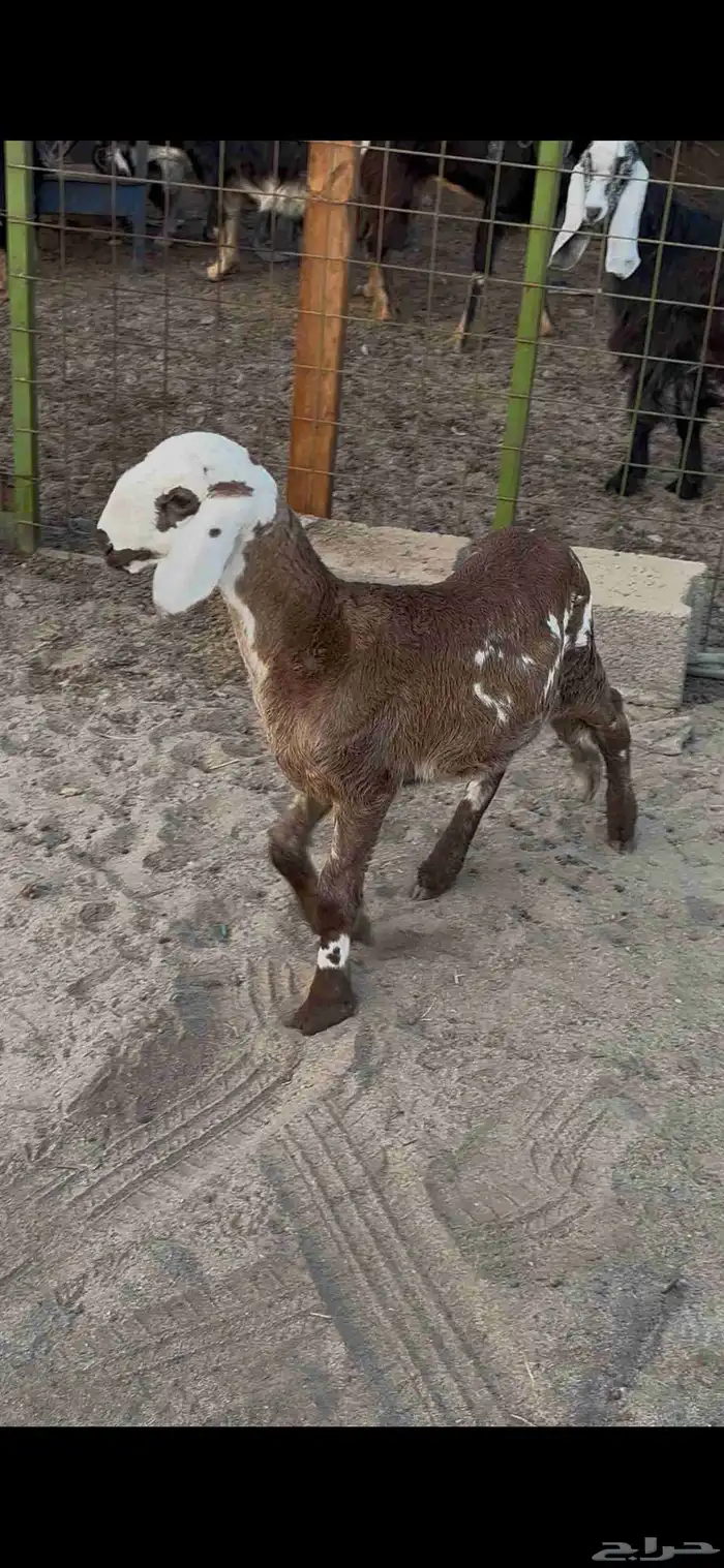 رخل سواكنيه مقنوي 2