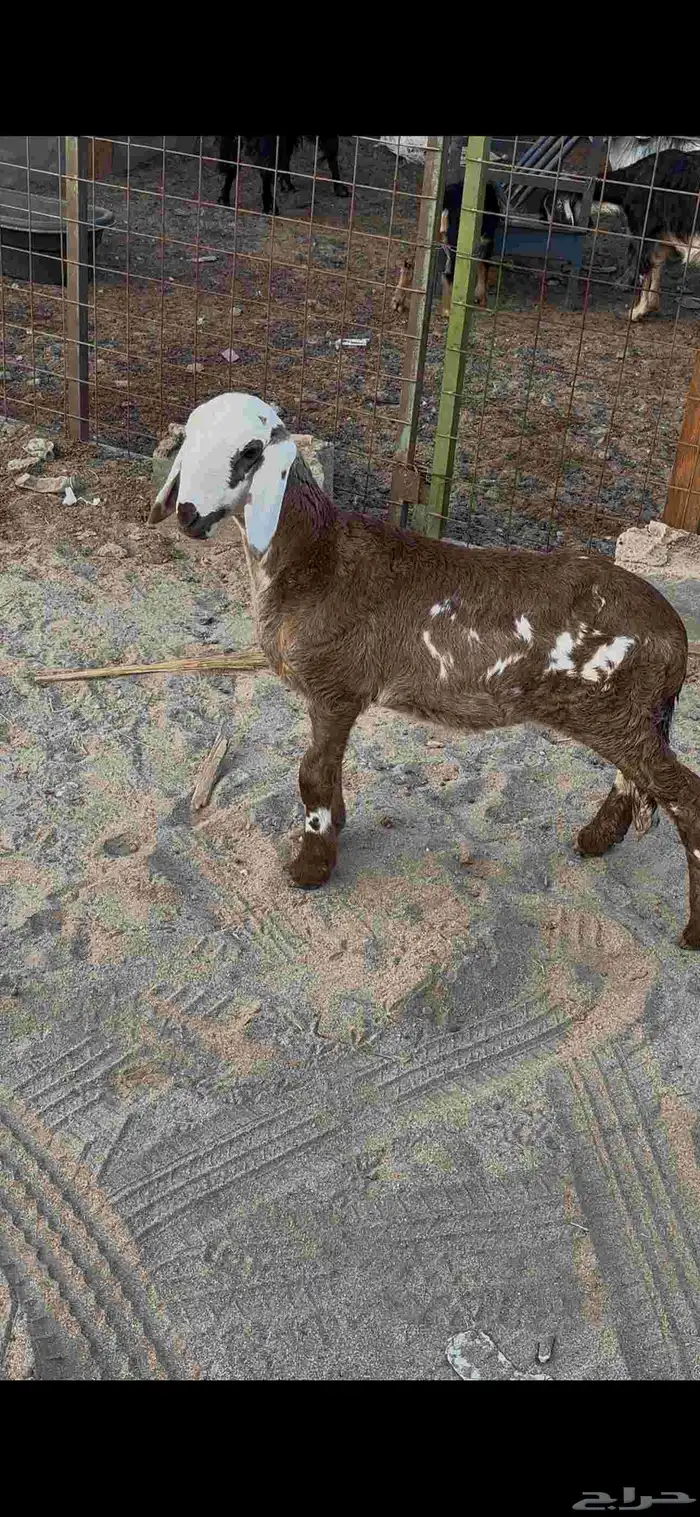 رخل سواكنيه مقنوي 0