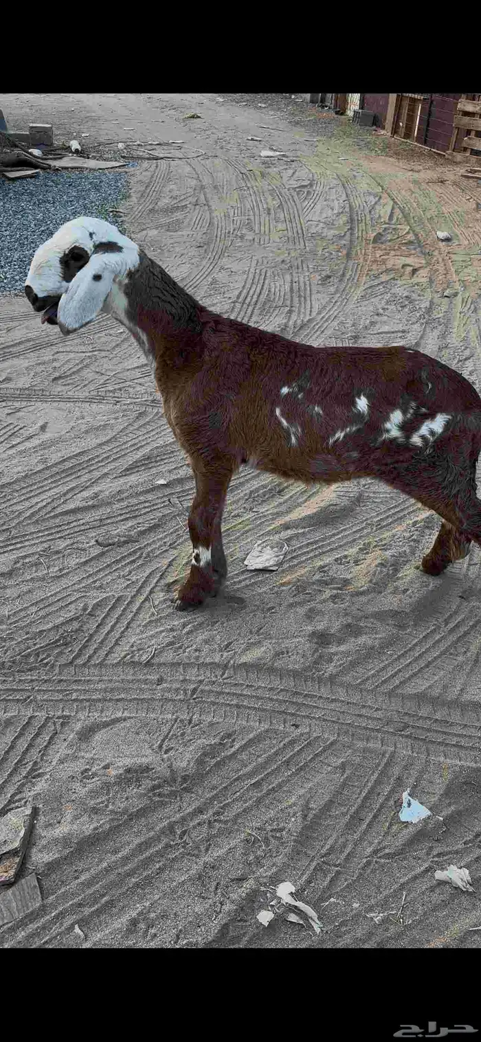 رخل سواكنيه مقنوي 4