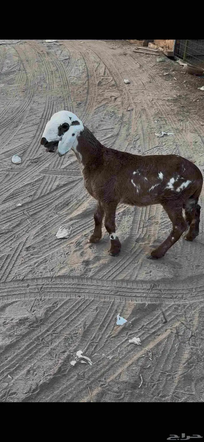 رخل سواكنيه مقنوي 1