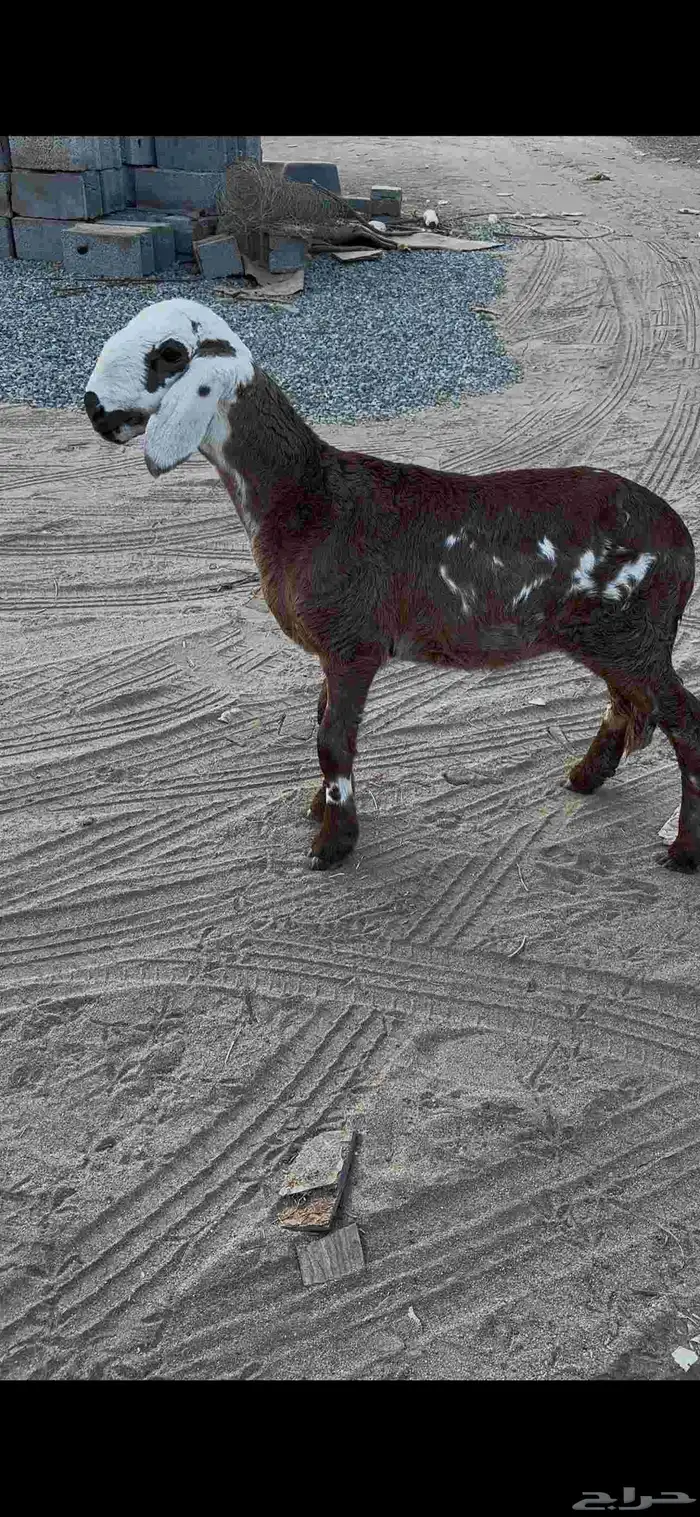 رخل سواكنيه مقنوي 3