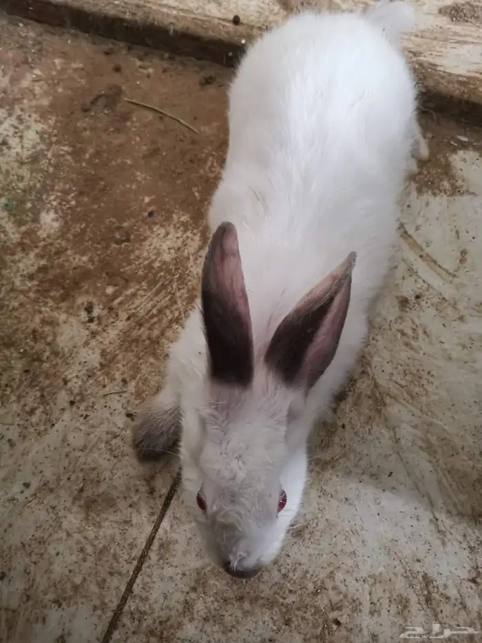 ارنب. ارانب اليفه ومنها مهجن مع هولاند لوب. وفاز لوب 0