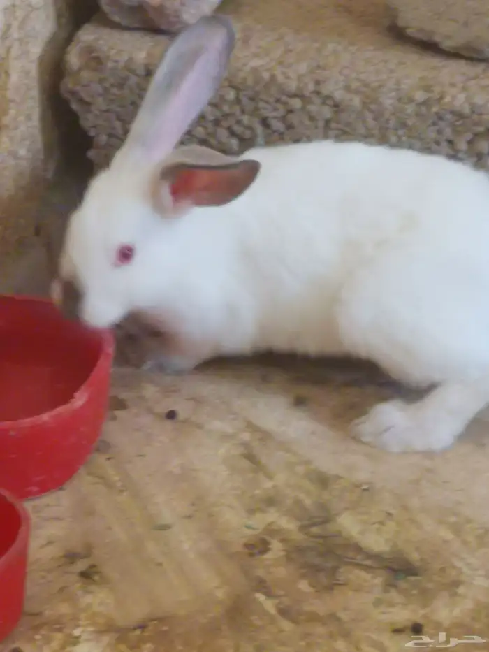 ارنب. ارانب اليفه ومنها مهجن مع هولاند لوب. وفاز لوب 3