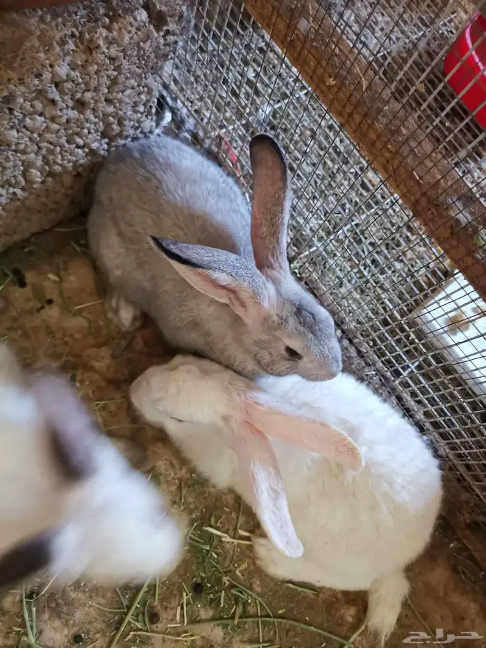 ارنب. ارانب اليفه ومنها مهجن مع هولاند لوب. وفاز لوب 5