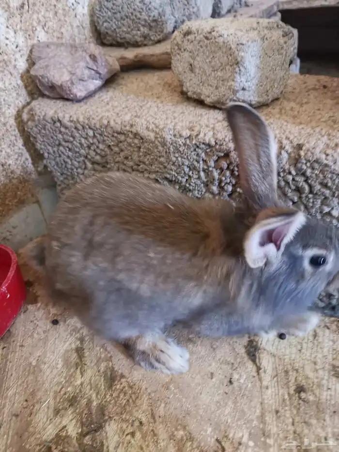 ارنب. ارانب اليفه ومنها مهجن مع هولاند لوب. وفاز لوب 7