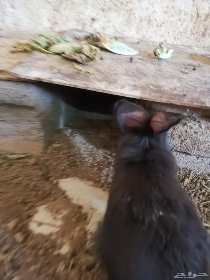 ارنب. ارانب اليفه ومنها مهجن مع هولاند لوب. وفاز لوب 6