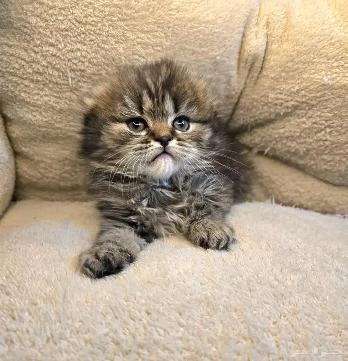 سكوتش فولد لونق هير 0