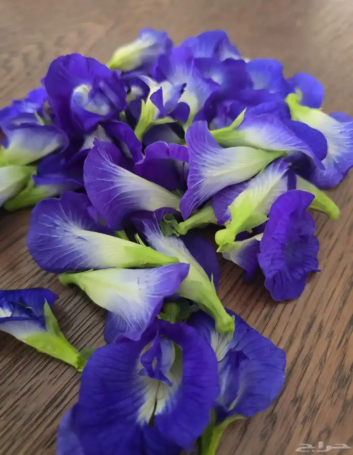 شاهي ازرق 10 أوراق 3 ريال اقل كمية للبيع طازج قطف يومي نضيف 0