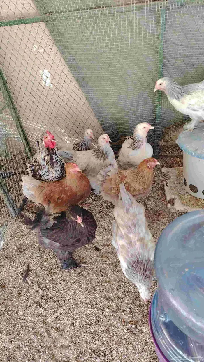 دجاج براهما بياض 2