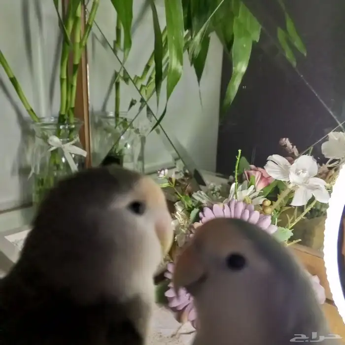 زوج ببغاء روز أليفين ونشيطين جد ا (ذكور) 1