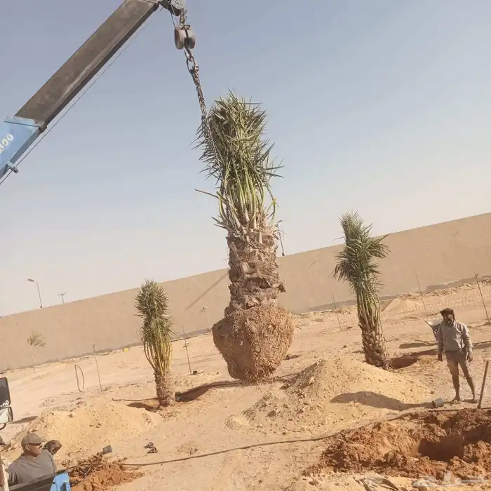 نخل عربي 0