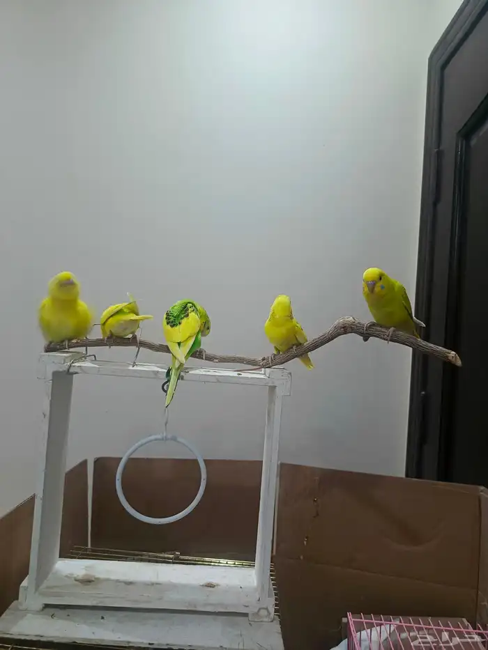 ببغاء البادجي 9