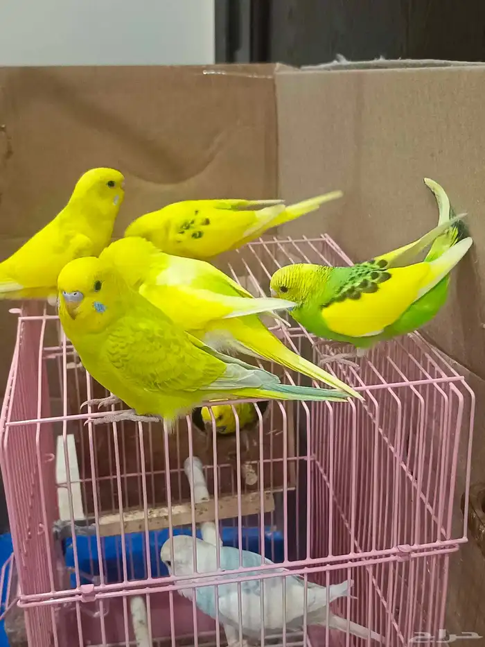 ببغاء البادجي 0