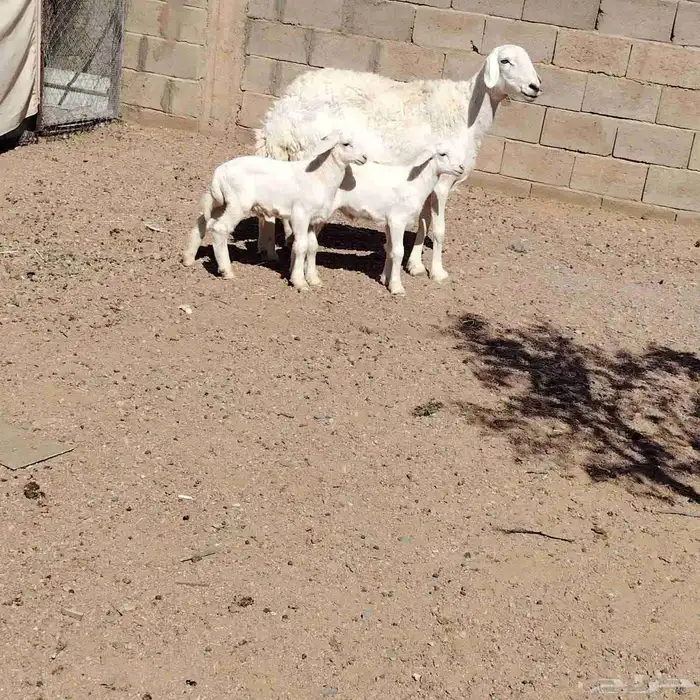 حريه حدرها خرفان 2 سن سدس ديد سلم عمر عيالها شهر 2