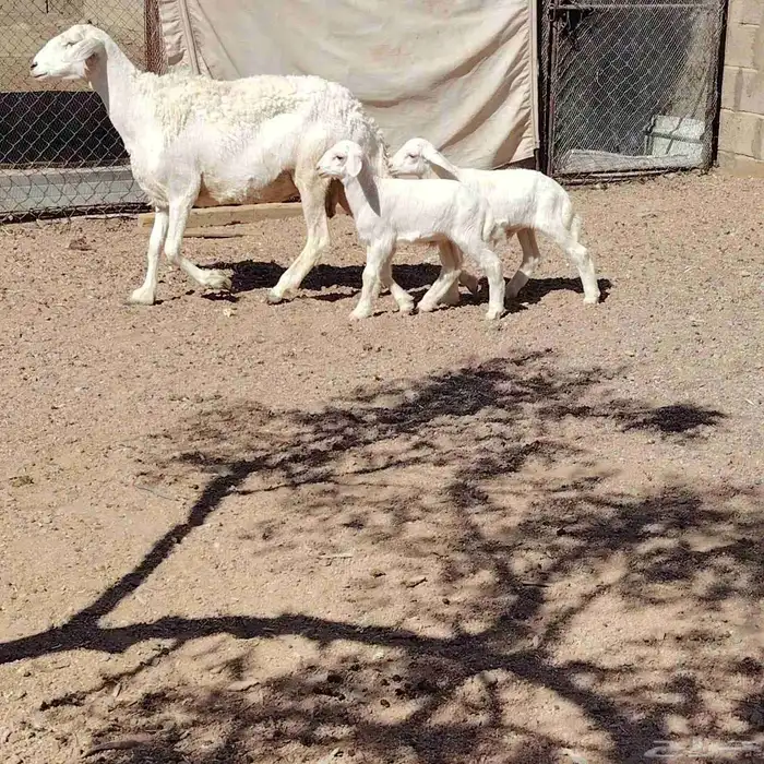 حريه حدرها خرفان 2 سن سدس ديد سلم عمر عيالها شهر 1