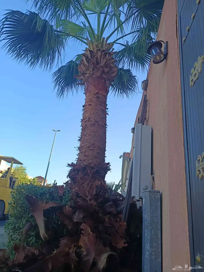 قص سعف النخيل 3