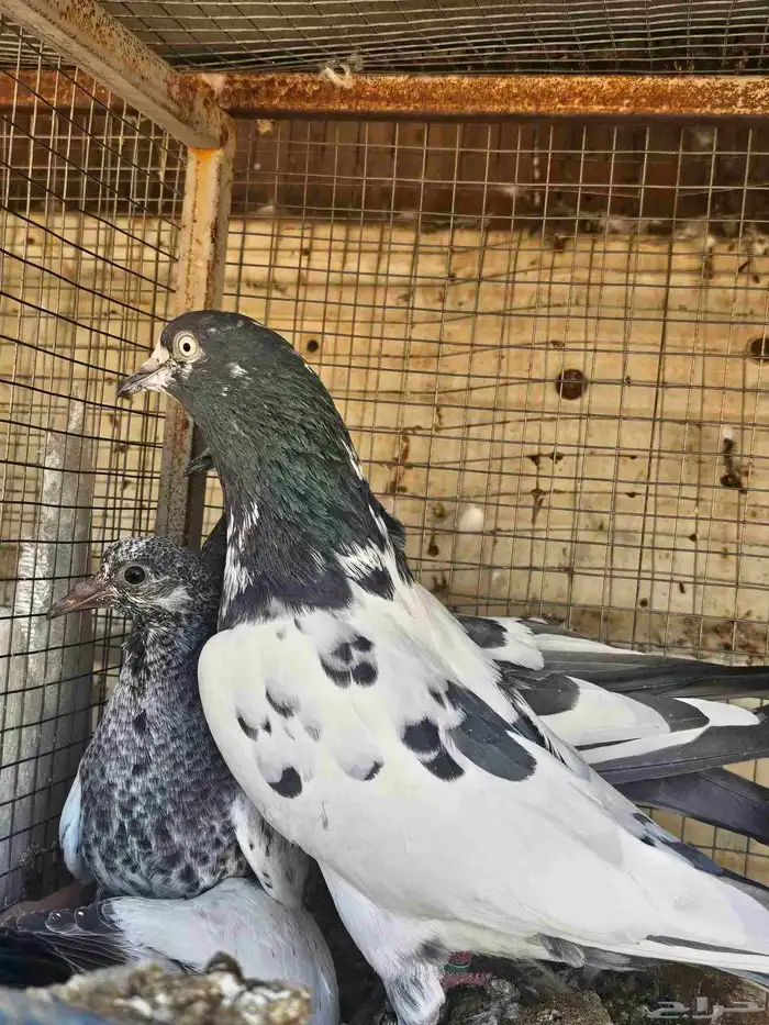 طبات حمام باكستاني 3