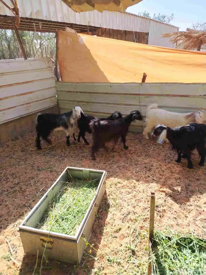 توجد لدينا تيوس وجفرات وطليان للبيع وطيبات ونظيفات للتواصل 1