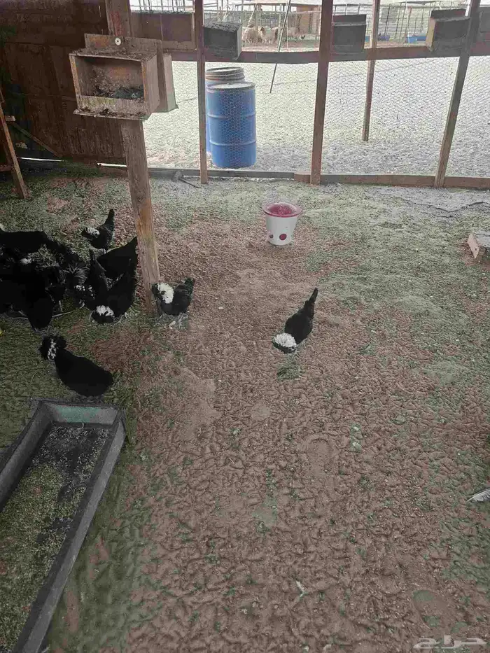 دجاج بلوش للبيع 2