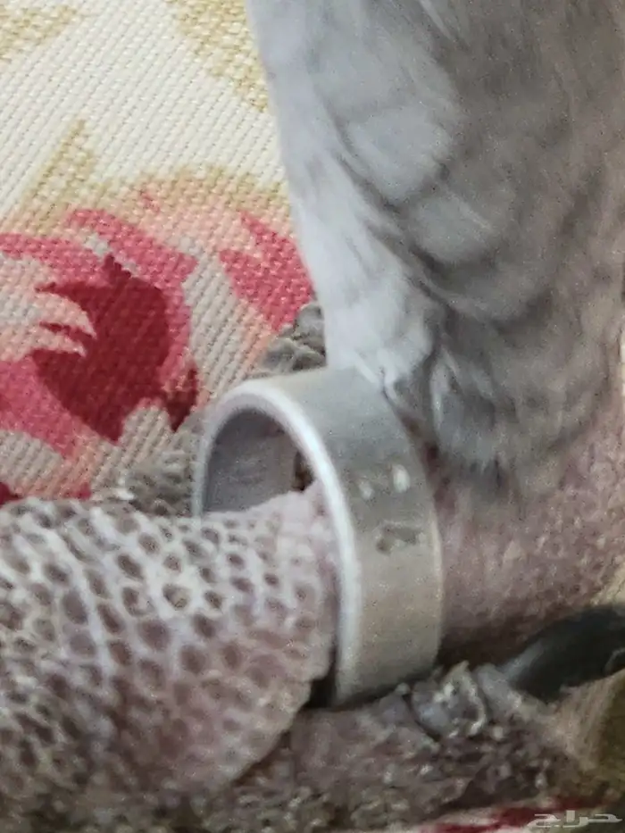 كاسكو سوبر جامبو 1