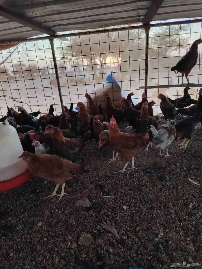 دجاج بلدي ضيقه عمر سته شهور خمسه شهور العدد 50 او 45 العطيف 1