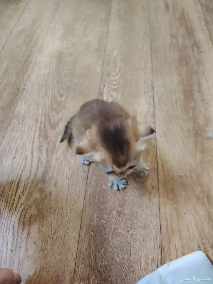 شكوتش مع اطفالها 4