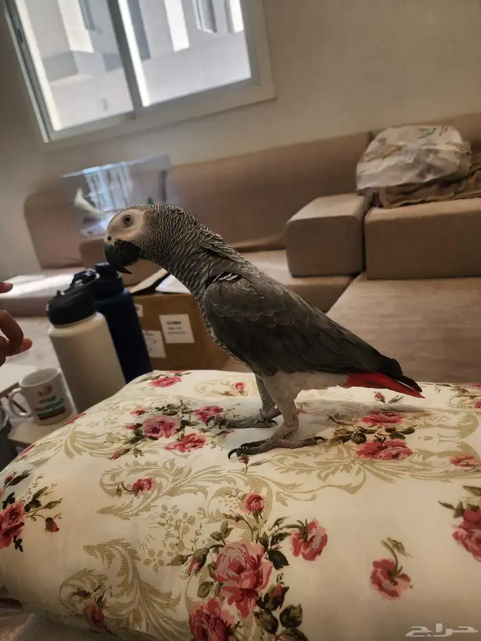 كاسكو سوبر جامبو 7