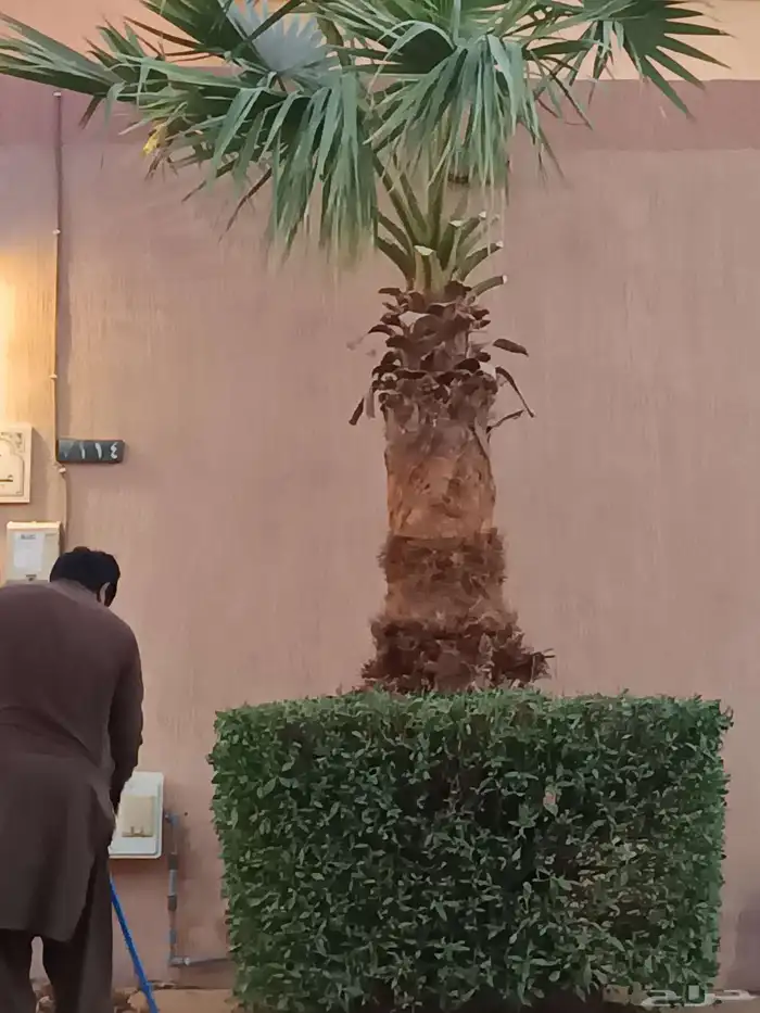 قص سعف النخيل 0