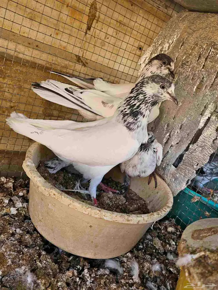 طبات حمام باكستاني 6