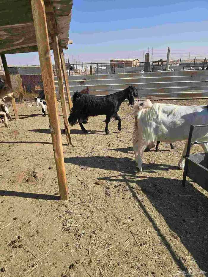 معزا مشاريك5تحتخا11 3