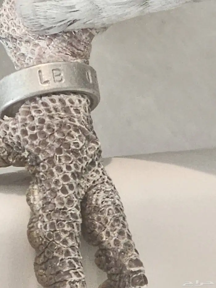 كاسكو سوبر جامبو 5