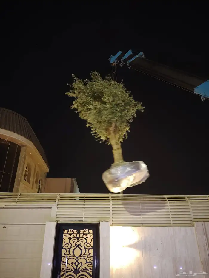 نخل وشنطني زينه وزيتون معمر 3