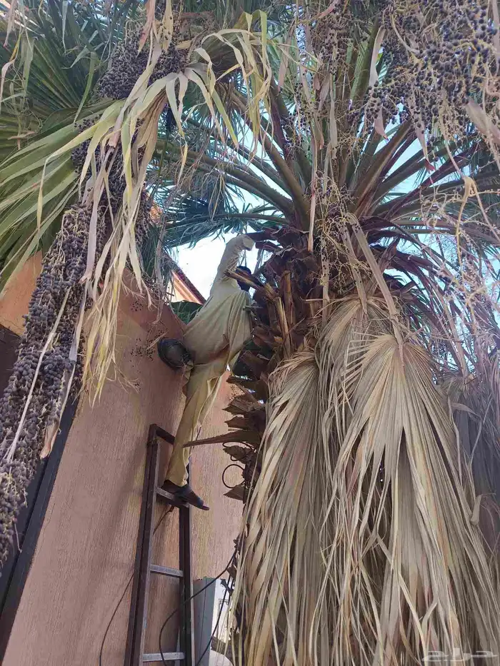 قص سعف النخيل 4