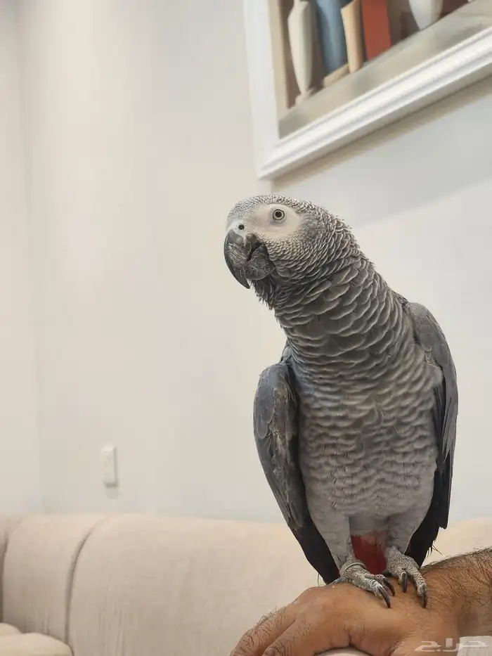 كاسكو سوبر جامبو 4