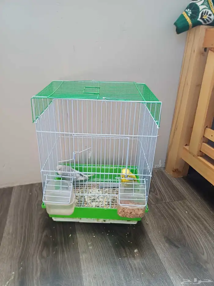 طيور للبيع 0