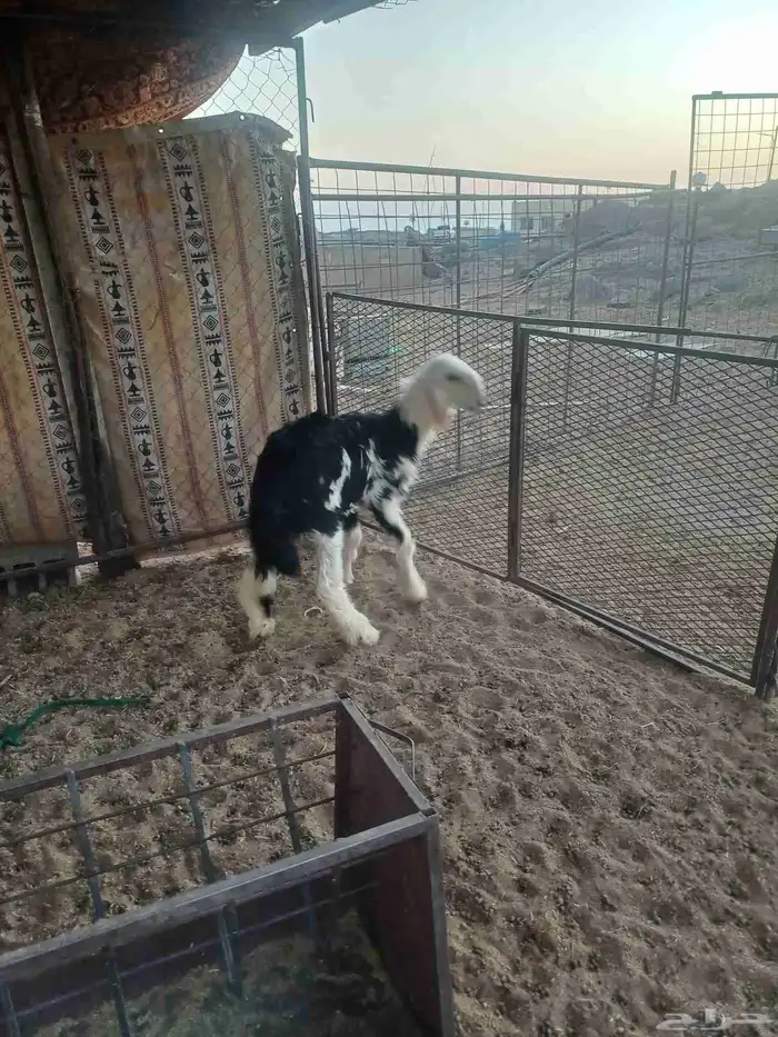 رخل ذبيحه للبيع 0