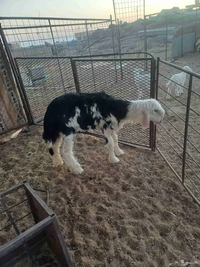 رخل ذبيحه للبيع 3