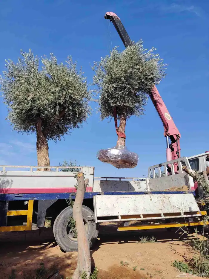 نخل وشنطني زينه وزيتون معمر 9