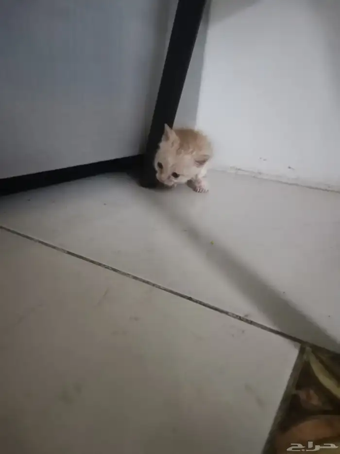 قطط للتبني 6