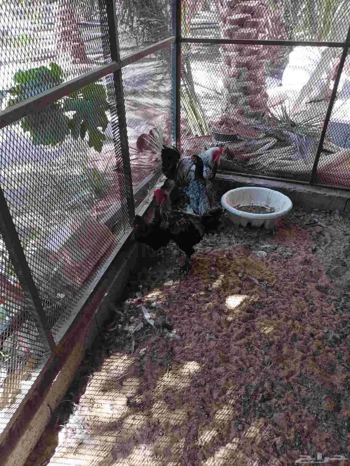 دياكه برهمه وحبهه دجاجه تركيه 0