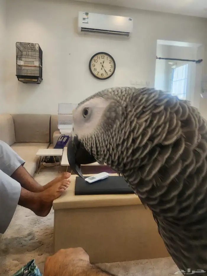 كاسكو سوبر جامبو 8