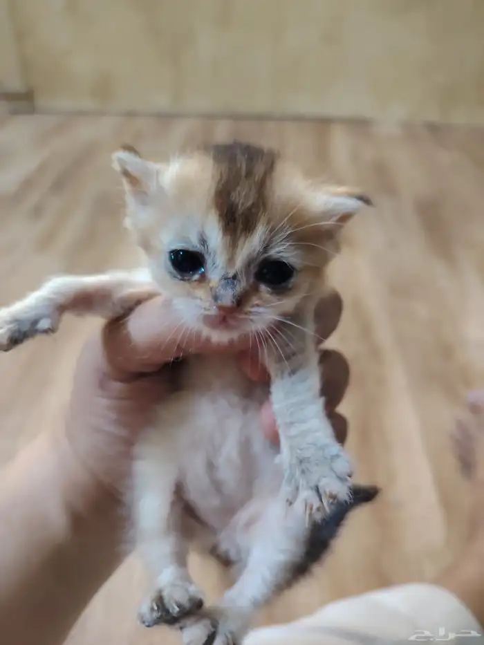 شكوتش مع اطفالها 3