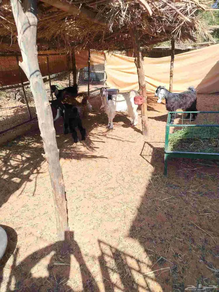 توجد لدينا تيوس وجفرات وطليان للبيع وطيبات ونظيفات للتواصل 4